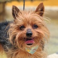 PUCKY, Hund, Yorkshire Terrier in Spanien - Bild 1