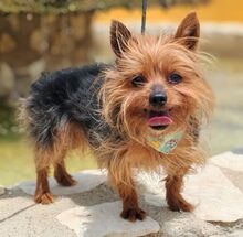 PUCKY, Hund, Yorkshire Terrier in Spanien - Bild 2