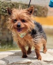 PUCKY, Hund, Yorkshire Terrier in Spanien - Bild 3