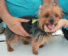 PUCKY, Hund, Yorkshire Terrier in Spanien - Bild 5