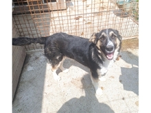 SIGURD, Hund, Mischlingshund in Rumänien - Bild 2