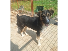 SIGURD, Hund, Mischlingshund in Rumänien - Bild 3
