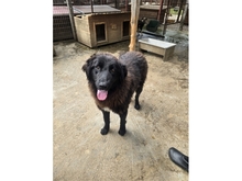 PRINCESS, Hund, Mischlingshund in Rumänien - Bild 2