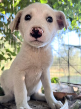 GINO, Hund, Mischlingshund in Italien - Bild 2
