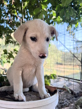 GINO, Hund, Mischlingshund in Italien - Bild 3