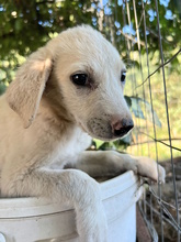 ERIKA, Hund, Mischlingshund in Italien - Bild 1