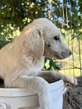 ERIKA, Hund, Mischlingshund in Italien - Bild 2