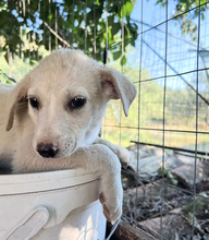 ERIKA, Hund, Mischlingshund in Italien - Bild 3