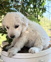 PALLINA, Hund, Mischlingshund in Italien - Bild 2