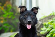 AMINA, Hund, Mischlingshund in Ukraine - Bild 1