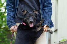 AMINA, Hund, Mischlingshund in Ukraine - Bild 2