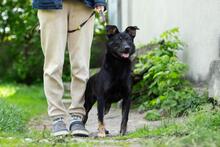 AMINA, Hund, Mischlingshund in Ukraine - Bild 3