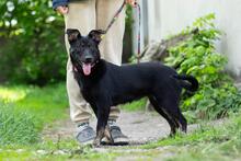 AMINA, Hund, Mischlingshund in Ukraine - Bild 4