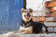 RENA, Hund, Mischlingshund in Ukraine - Bild 1