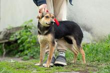 RENA, Hund, Mischlingshund in Ukraine - Bild 2