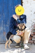 RENA, Hund, Mischlingshund in Ukraine - Bild 3
