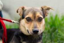 RENA, Hund, Mischlingshund in Ukraine - Bild 5