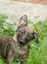 GWEN, Hund, Mischlingshund in Ukraine - Bild 1