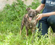 GWEN, Hund, Mischlingshund in Ukraine - Bild 2
