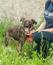 GWEN, Hund, Mischlingshund in Ukraine - Bild 3