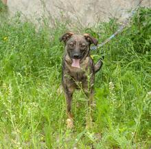 GWEN, Hund, Mischlingshund in Ukraine - Bild 4