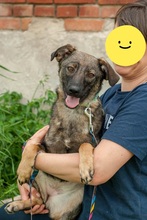 GWEN, Hund, Mischlingshund in Ukraine - Bild 5