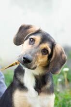 MARGOSHA, Hund, Mischlingshund in Ukraine - Bild 1
