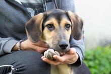 MARGOSHA, Hund, Mischlingshund in Ukraine - Bild 2