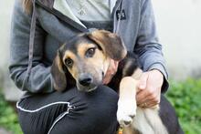 MARGOSHA, Hund, Mischlingshund in Ukraine - Bild 3