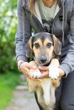 MARGOSHA, Hund, Mischlingshund in Ukraine - Bild 4