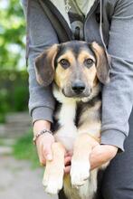 MARGOSHA, Hund, Mischlingshund in Ukraine - Bild 5