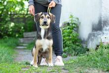 MARGOSHA, Hund, Mischlingshund in Ukraine - Bild 6