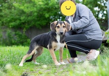 MARGOSHA, Hund, Mischlingshund in Ukraine - Bild 7