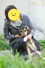 MARGOSHA, Hund, Mischlingshund in Ukraine - Bild 8