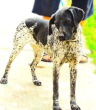 DEBBY, Hund, Mischlingshund in Rumänien - Bild 3