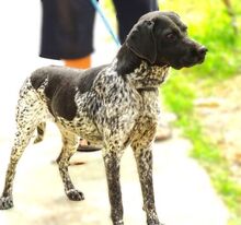 DEBBY, Hund, Mischlingshund in Rumänien - Bild 6