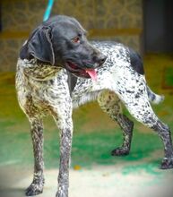 DEBBY, Hund, Mischlingshund in Rumänien - Bild 7