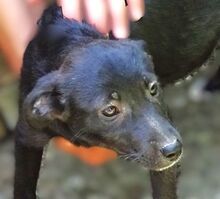 FIFI, Hund, Mischlingshund in Rumänien - Bild 1