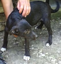 FIFI, Hund, Mischlingshund in Rumänien - Bild 2