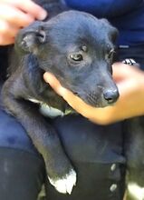 FIFI, Hund, Mischlingshund in Rumänien - Bild 3