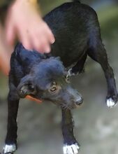 FIFI, Hund, Mischlingshund in Rumänien - Bild 4