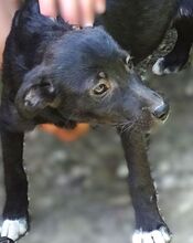 FIFI, Hund, Mischlingshund in Rumänien - Bild 5