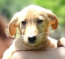 FREDDY, Hund, Mischlingshund in Rumänien - Bild 1