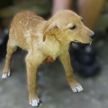 FREDDY, Hund, Mischlingshund in Rumänien - Bild 2