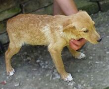 FREDDY, Hund, Mischlingshund in Rumänien - Bild 5