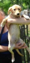 FREDDY, Hund, Mischlingshund in Rumänien - Bild 6