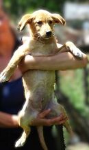 FREDDY, Hund, Mischlingshund in Rumänien - Bild 7