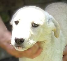 FARA, Hund, Mischlingshund in Rumänien - Bild 1