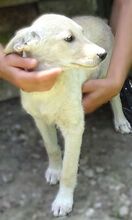 FARA, Hund, Mischlingshund in Rumänien - Bild 2
