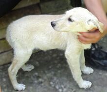 FARA, Hund, Mischlingshund in Rumänien - Bild 3